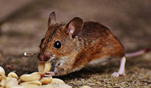 24 Hour & Emergency Exterminators in Mills River, NC